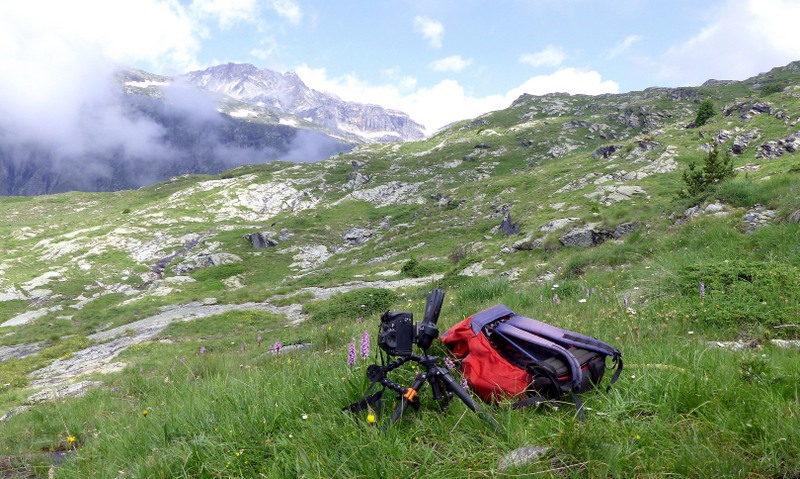 Nigritella cenisia e Nigritella rhellicani – Savoia francese   luglio 2023.
